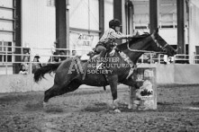 Equine Photography from horse events at the 174th Ancaster fair on September 20th of 2024.