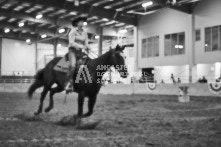 Equine Photography from horse events at the 174th Ancaster fair on September 20th of 2024.