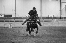 Equine Photography from horse events at the 174th Ancaster fair on September 20th of 2024.