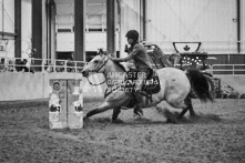 Equine Photography from horse events at the 174th Ancaster fair on September 20th of 2024.