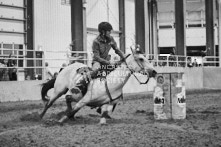 Equine Photography from horse events at the 174th Ancaster fair on September 20th of 2024.