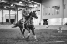 Equine Photography from horse events at the 174th Ancaster fair on September 20th of 2024.