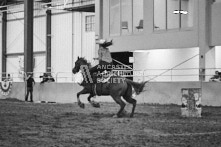 Equine Photography from horse events at the 174th Ancaster fair on September 20th of 2024.