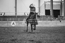 Equine Photography from horse events at the 174th Ancaster fair on September 20th of 2024.