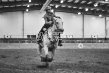 Equine Photography from horse events at the 174th Ancaster fair on September 20th of 2024.