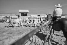 Pete's Photography photographs of the 2024 Ancaster Fairgrounds cattle sorting and six horse hitch demonstration in wide angle format.