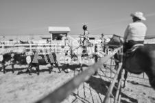 Pete's Photography photographs of the 2024 Ancaster Fairgrounds cattle sorting and six horse hitch demonstration in wide angle format.