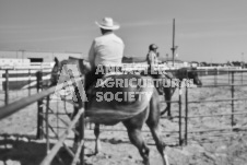 Pete's Photography photographs of the 2024 Ancaster Fairgrounds cattle sorting and six horse hitch demonstration in wide angle format.