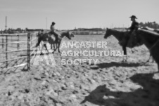 Pete's Photography photographs of the 2024 Ancaster Fairgrounds cattle sorting and six horse hitch demonstration in wide angle format.