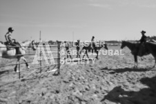 Pete's Photography photographs of the 2024 Ancaster Fairgrounds cattle sorting and six horse hitch demonstration in wide angle format.