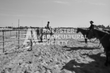 Pete's Photography photographs of the 2024 Ancaster Fairgrounds cattle sorting and six horse hitch demonstration in wide angle format.