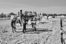 Pete's Photography photographs of the 2024 Ancaster Fairgrounds cattle sorting and six horse hitch demonstration in wide angle format.