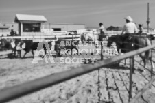 Pete's Photography photographs of the 2024 Ancaster Fairgrounds cattle sorting and six horse hitch demonstration in wide angle format.