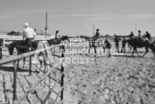 Pete's Photography photographs of the 2024 Ancaster Fairgrounds cattle sorting and six horse hitch demonstration in wide angle format.