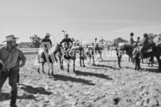 Pete's Photography photographs of the 2024 Ancaster Fairgrounds cattle sorting and six horse hitch demonstration in wide angle format.