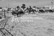 Pete's Photography photographs of the 2024 Ancaster Fairgrounds cattle sorting and six horse hitch demonstration in wide angle format.