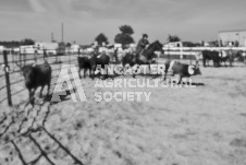 Pete's Photography photographs of the 2024 Ancaster Fairgrounds cattle sorting and six horse hitch demonstration in wide angle format.