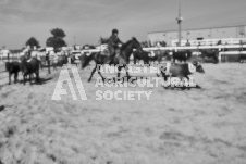 Pete's Photography photographs of the 2024 Ancaster Fairgrounds cattle sorting and six horse hitch demonstration in wide angle format.