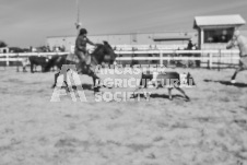 Pete's Photography photographs of the 2024 Ancaster Fairgrounds cattle sorting and six horse hitch demonstration in wide angle format.