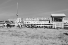 Pete's Photography photographs of the 2024 Ancaster Fairgrounds cattle sorting and six horse hitch demonstration in wide angle format.