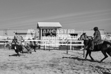 Pete's Photography photographs of the 2024 Ancaster Fairgrounds cattle sorting and six horse hitch demonstration in wide angle format.