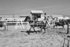 Pete's Photography photographs of the 2024 Ancaster Fairgrounds cattle sorting and six horse hitch demonstration in wide angle format.