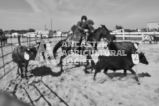 Pete's Photography photographs of the 2024 Ancaster Fairgrounds cattle sorting and six horse hitch demonstration in wide angle format.