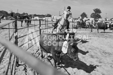 Pete's Photography photographs of the 2024 Ancaster Fairgrounds cattle sorting and six horse hitch demonstration in wide angle format.