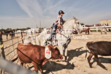 Pete's Photography photographs of the 2024 Ancaster Fairgrounds cattle sorting and six horse hitch demonstration in wide angle format.