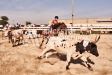 Pete's Photography photographs of the 2024 Ancaster Fairgrounds cattle sorting and six horse hitch demonstration in wide angle format.