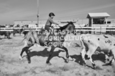 Pete's Photography photographs of the 2024 Ancaster Fairgrounds cattle sorting and six horse hitch demonstration in wide angle format.