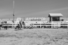 Pete's Photography photographs of the 2024 Ancaster Fairgrounds cattle sorting and six horse hitch demonstration in wide angle format.