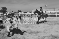 Pete's Photography photographs of the 2024 Ancaster Fairgrounds cattle sorting and six horse hitch demonstration in wide angle format.