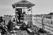 Pete's Photography photographs of the 2024 Ancaster Fairgrounds cattle sorting and six horse hitch demonstration in wide angle format.