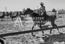 Pete's Photography photographs of the 2024 Ancaster Fairgrounds cattle sorting and six horse hitch demonstration in wide angle format.