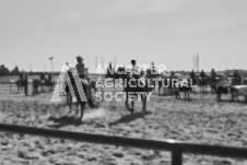 Pete's Photography photographs of the 2024 Ancaster Fairgrounds cattle sorting and six horse hitch demonstration in wide angle format.