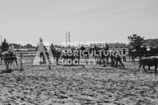 Pete's Photography photographs of the 2024 Ancaster Fairgrounds cattle sorting and six horse hitch demonstration in wide angle format.