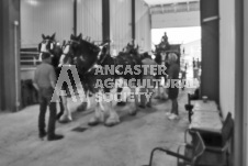 Pete's Photography photographs of the 2024 Ancaster Fairgrounds cattle sorting and six horse hitch demonstration in wide angle format.