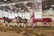 Pete's Photography photographs of the 2024 Ancaster Fairgrounds cattle sorting and six horse hitch demonstration in wide angle format.