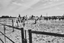 Pete's Photography photographs of the 2024 Ancaster Fairgrounds cattle sorting and six horse hitch demonstration in wide angle format.