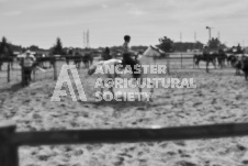 Pete's Photography photographs of the 2024 Ancaster Fairgrounds cattle sorting and six horse hitch demonstration in wide angle format.