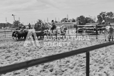 Pete's Photography photographs of the 2024 Ancaster Fairgrounds cattle sorting and six horse hitch demonstration in wide angle format.