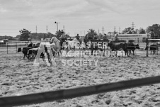 Pete's Photography photographs of the 2024 Ancaster Fairgrounds cattle sorting and six horse hitch demonstration in wide angle format.