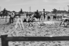 Pete's Photography photographs of the 2024 Ancaster Fairgrounds cattle sorting and six horse hitch demonstration in wide angle format.