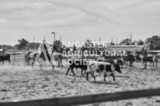 Pete's Photography photographs of the 2024 Ancaster Fairgrounds cattle sorting and six horse hitch demonstration in wide angle format.