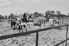 Pete's Photography photographs of the 2024 Ancaster Fairgrounds cattle sorting and six horse hitch demonstration in wide angle format.