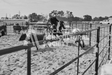 Pete's Photography photographs of the 2024 Ancaster Fairgrounds cattle sorting and six horse hitch demonstration in wide angle format.