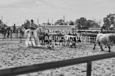 Pete's Photography photographs of the 2024 Ancaster Fairgrounds cattle sorting and six horse hitch demonstration in wide angle format.