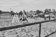 Pete's Photography photographs of the 2024 Ancaster Fairgrounds cattle sorting and six horse hitch demonstration in wide angle format.