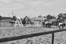 Pete's Photography photographs of the 2024 Ancaster Fairgrounds cattle sorting and six horse hitch demonstration in wide angle format.